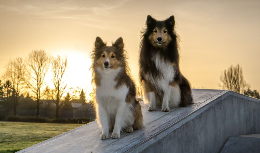 Alaskan Husky vs. Malamute: Understanding the Key Differences for Choosing the Right Breed